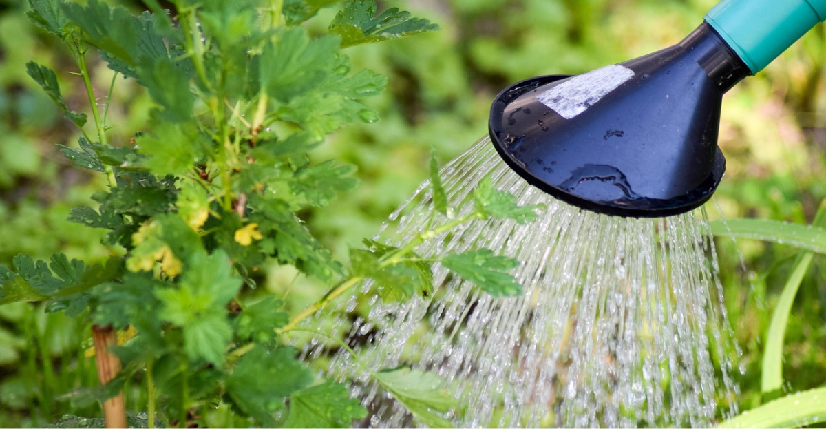 Watering vegetables